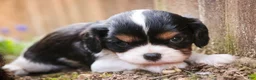 Cavalier King Charles Spaniel dogs for sale: Davy - Ad 3