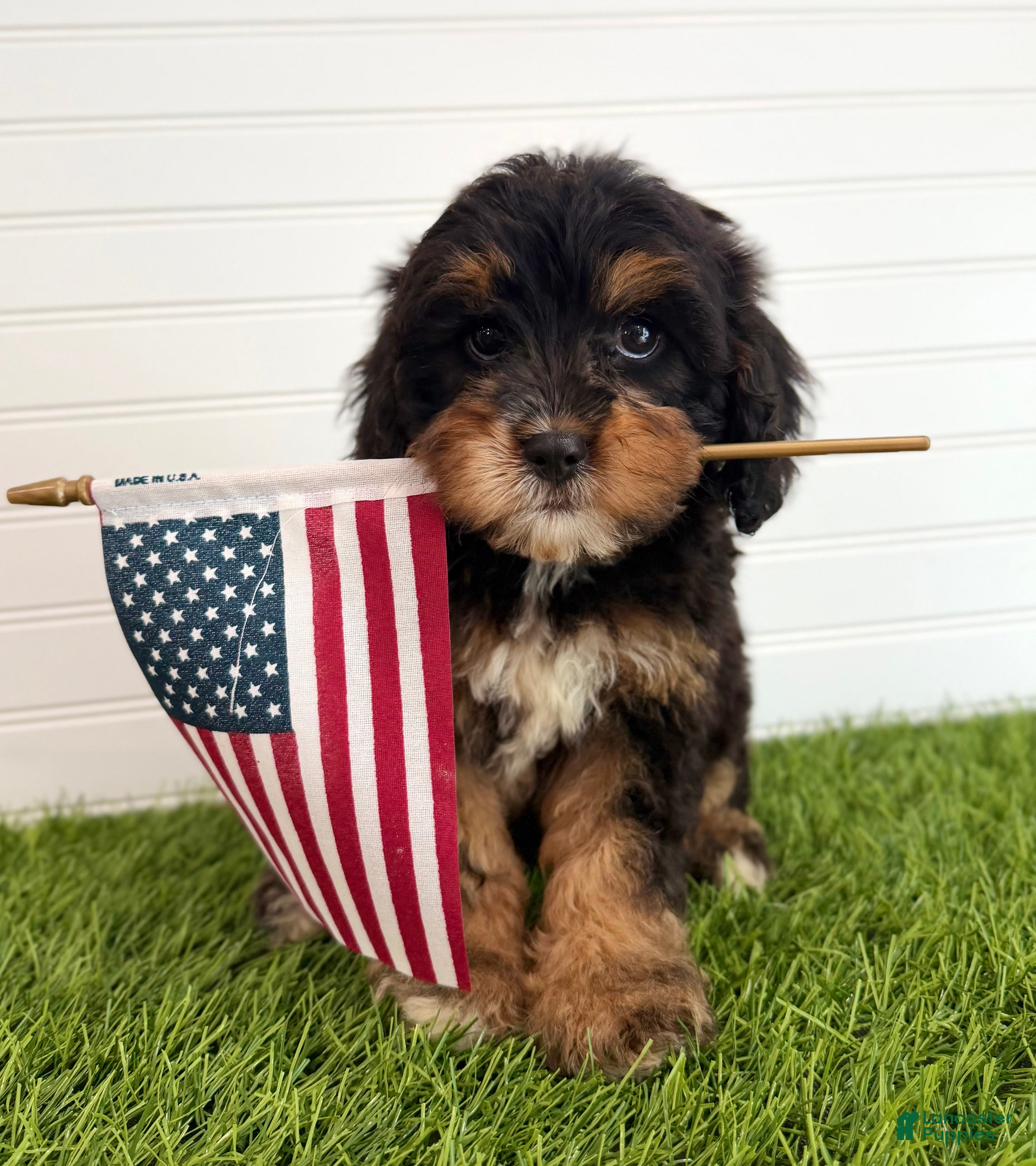 Cavapoo dogs Boomer - Ad 1