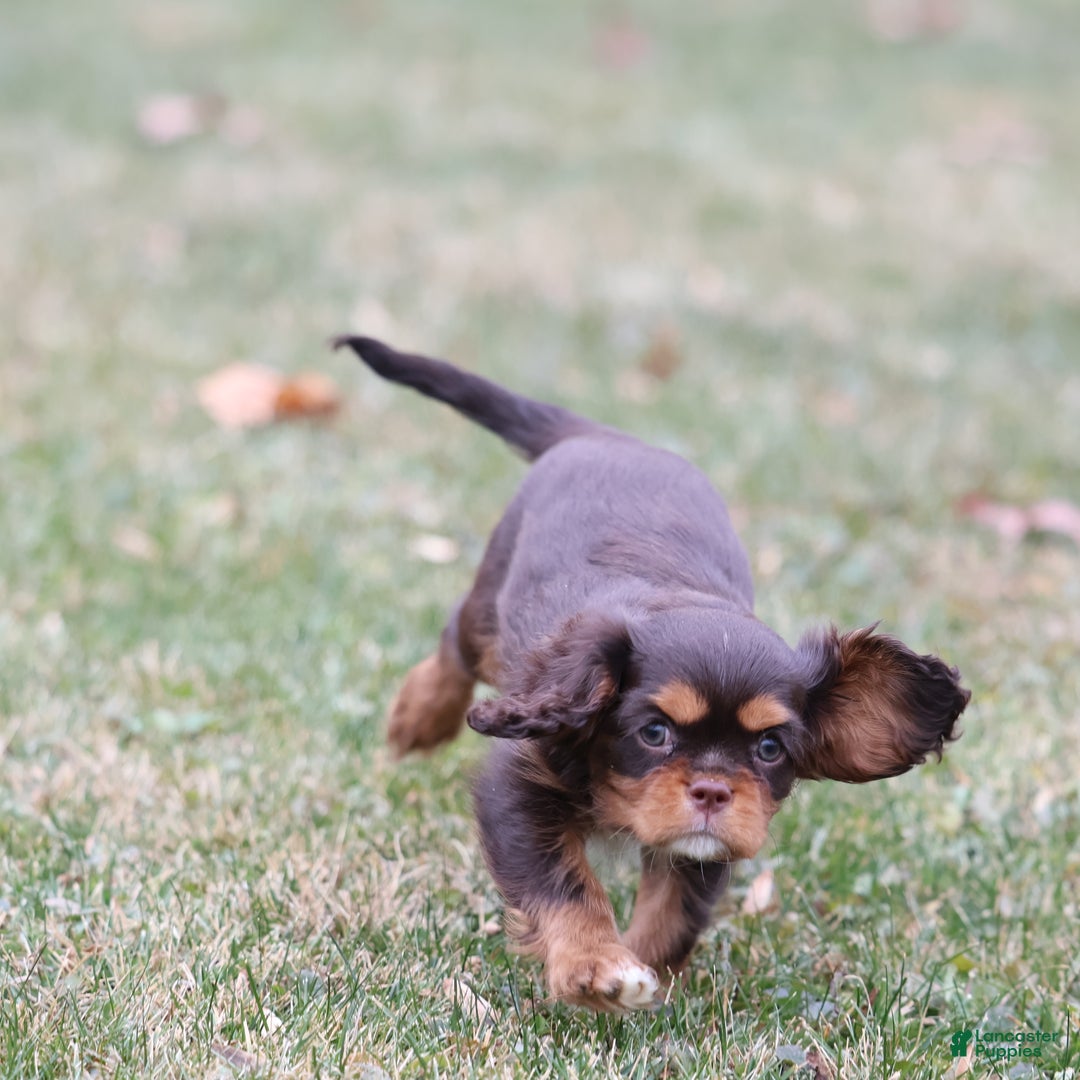 Cavalier King Charles Spaniel dogs for sale: Twix - Ad 8