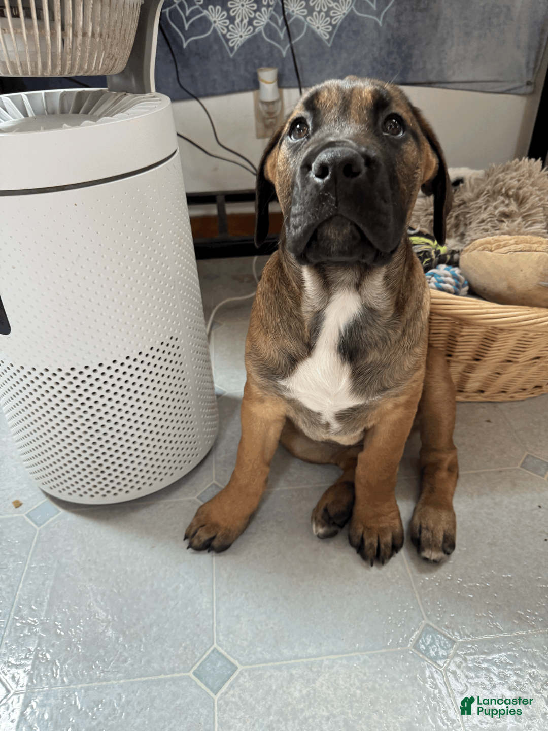 Cane Corso dogs for sale: Latte - cream girl - Ad 1