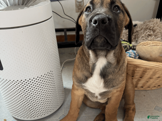 Cane Corso dogs Latte - cream girl - Ad 6