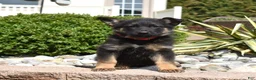 German Shepherd dogs for sale: Diamond - Ad 6