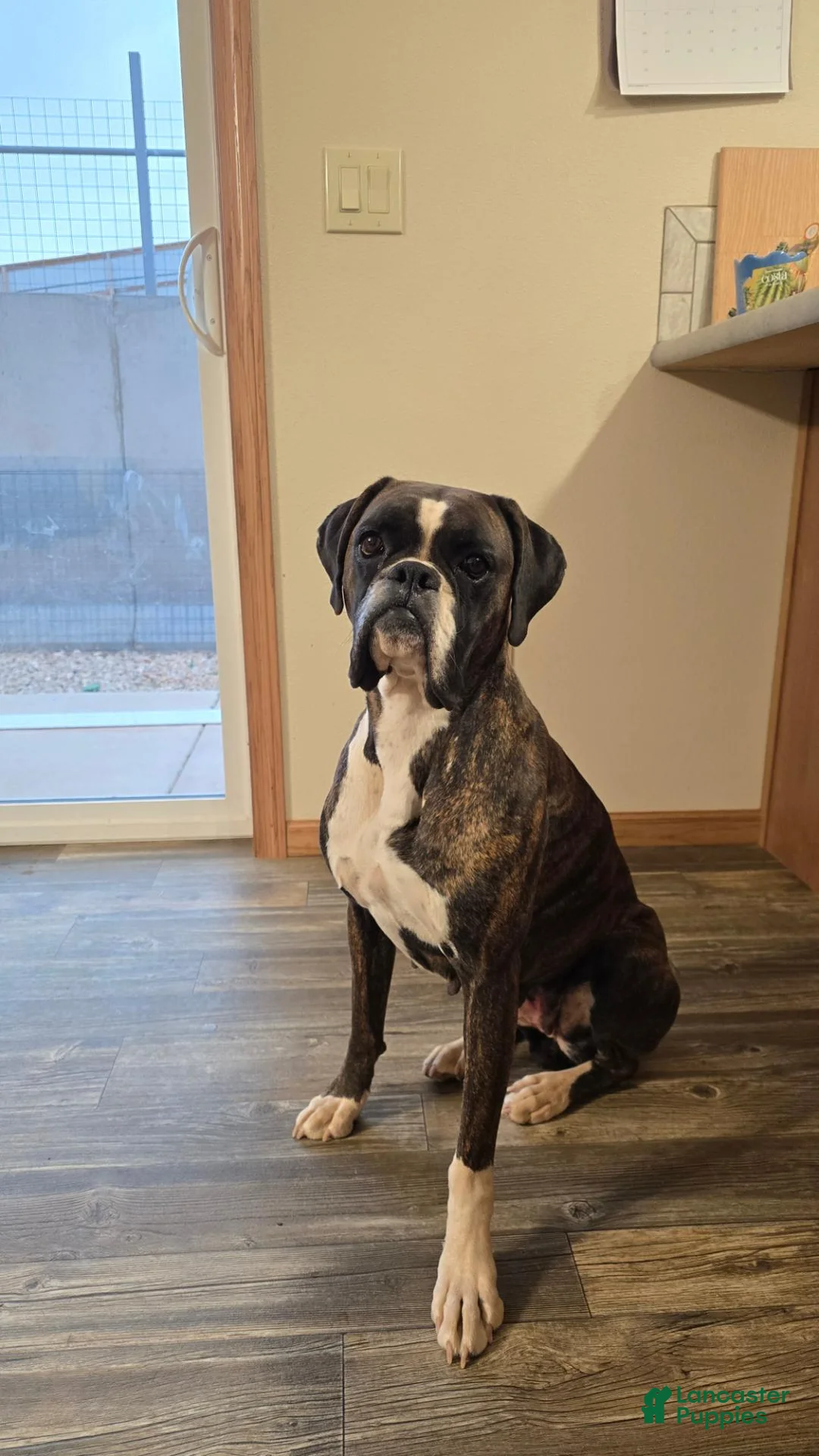 Boxer dogs for sale: Purple Collar - Ad 2