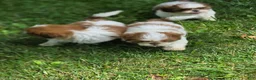 Shih Tzu dogs for sale: Shih Tzu 4 - Ad 11