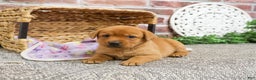Labrador Retriever dogs for sale: Ember - Ad 2