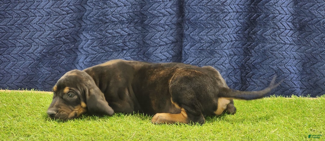 Mixed Breed dogs for sale: 2025 Bloodahoula Male 1 "Curly" - Ad 15