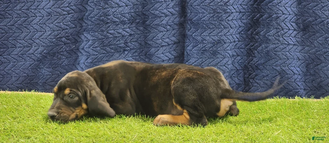 Mixed Breed dogs for sale: 2025 Bloodahoula Male 1 "Curly" - Ad 15