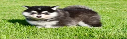 Pomsky dogs for sale: Pansy - Ad 5