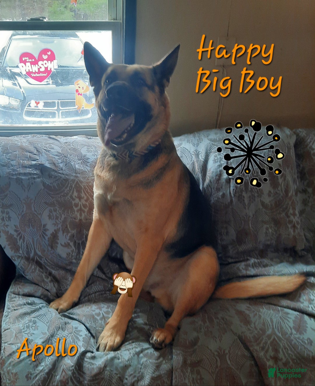 German Shepherd dogs for sale: Diamond - Ad 51