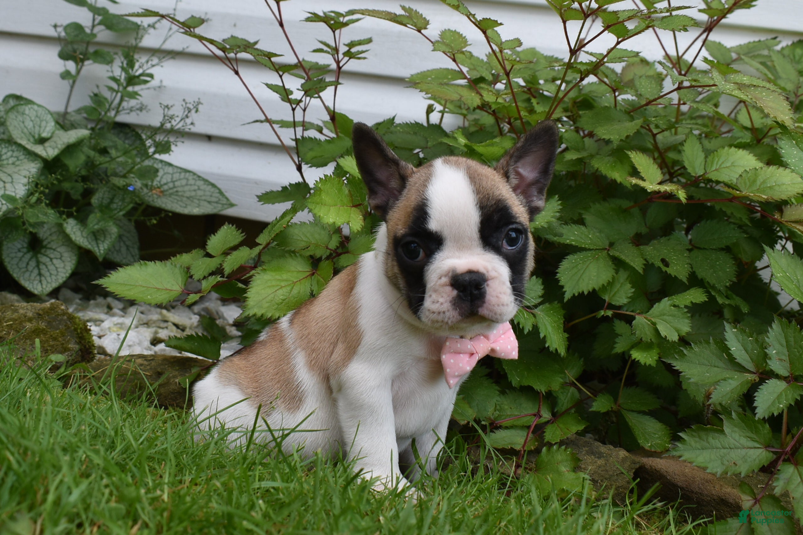 Frug dogs Ladybug - Ad 1