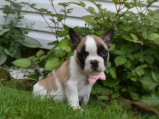 Frug dogs for sale: Ladybug - Ad 4