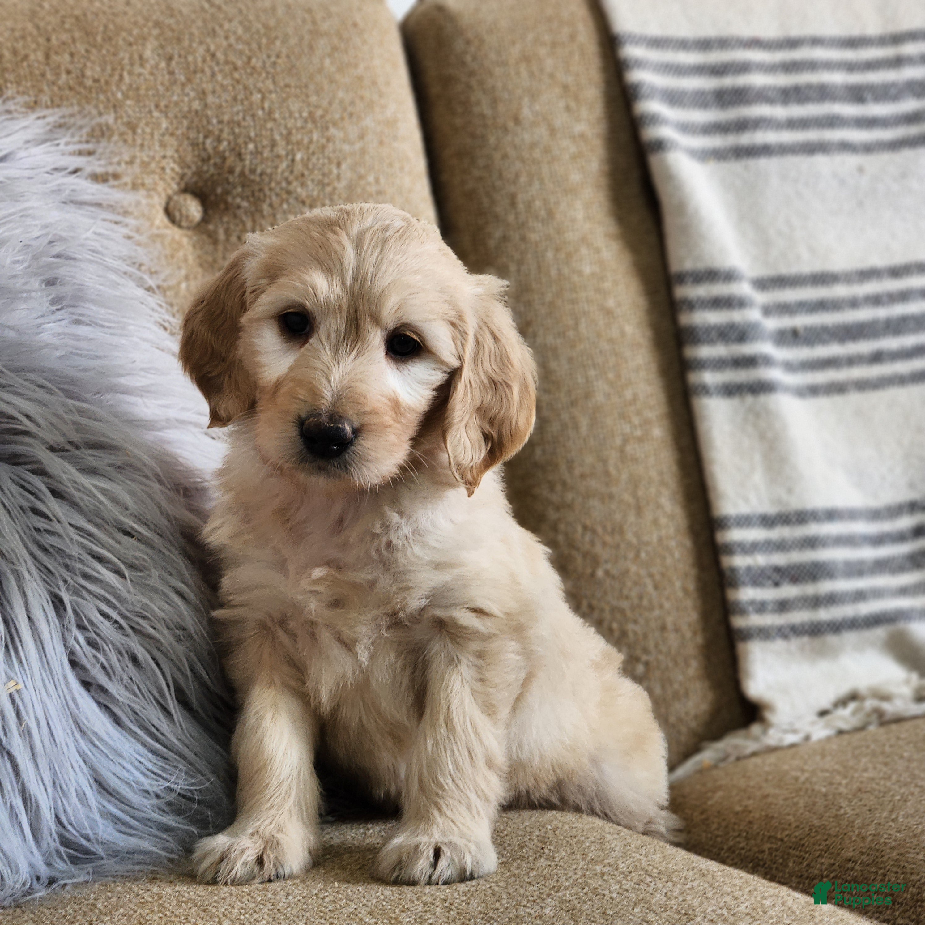 Goldendoodle dogs Boone - Ad 1