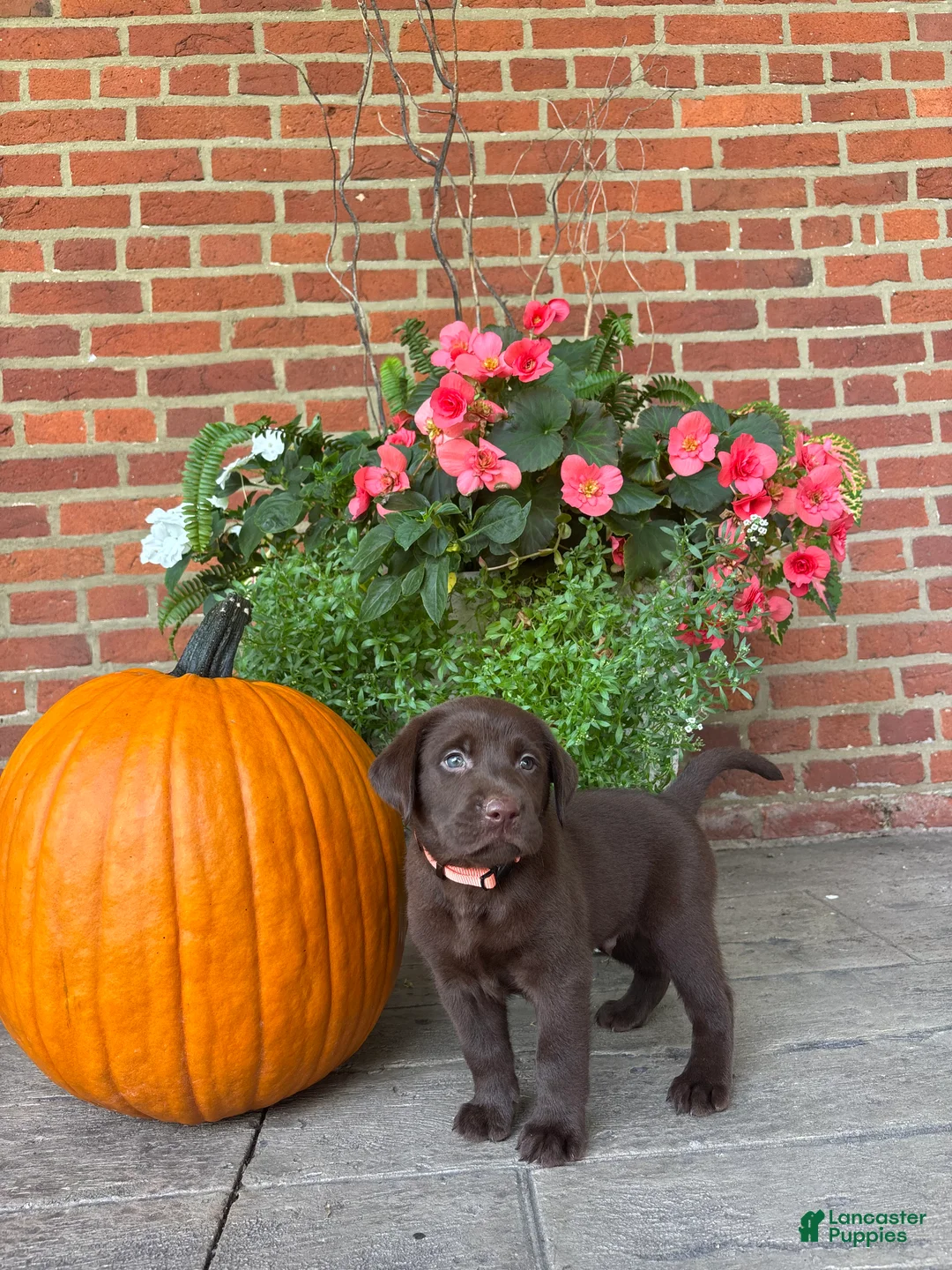Labrador Retriever dogs for sale: Mason - Ad 2