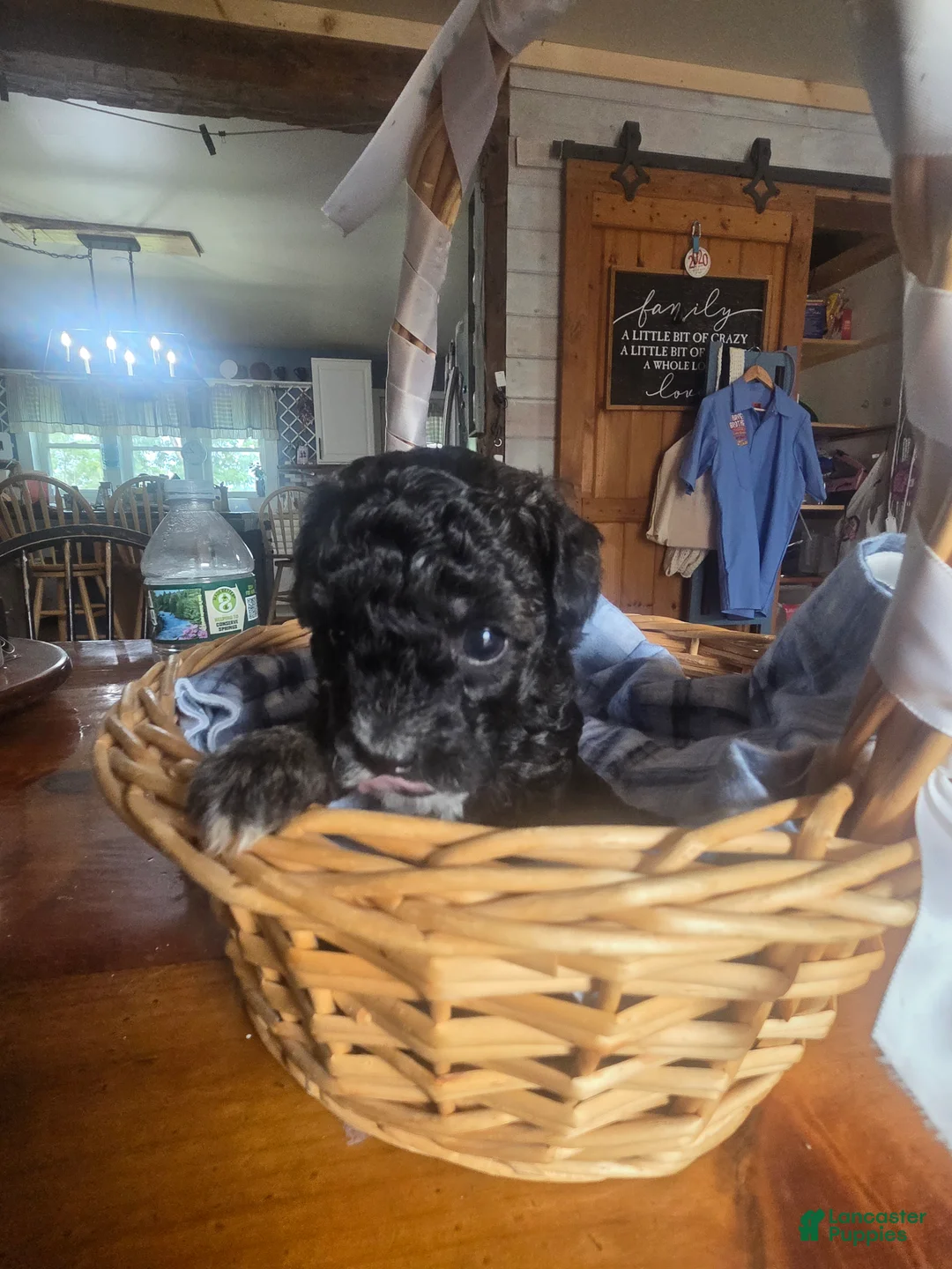 Toy Poodle dogs for sale: Toy Poodle 3 - Ad 2