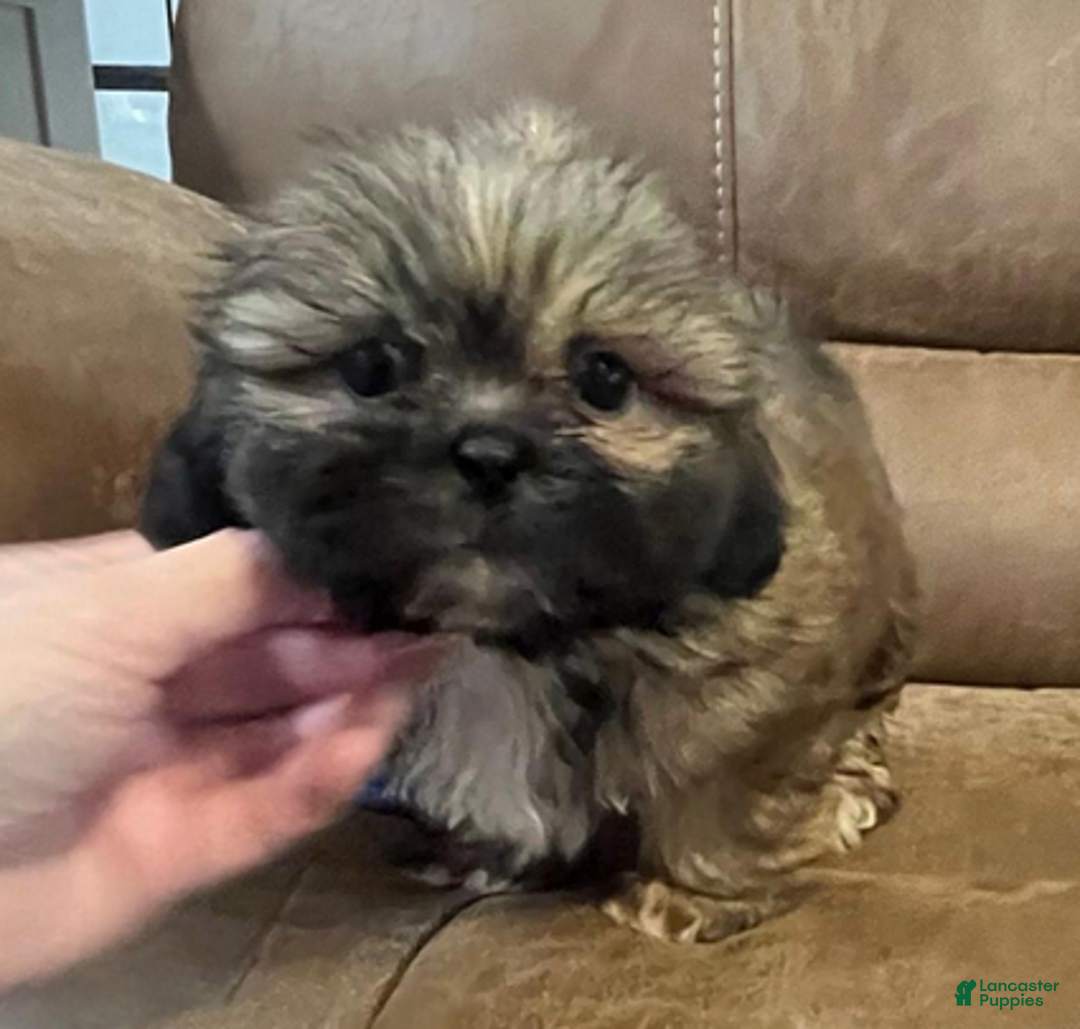 Shih Tzu dogs for sale: AKC Watson - Ad 5