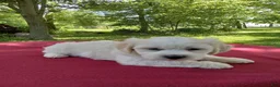 Teddy Bear dogs for sale: Oliver - Ad 4
