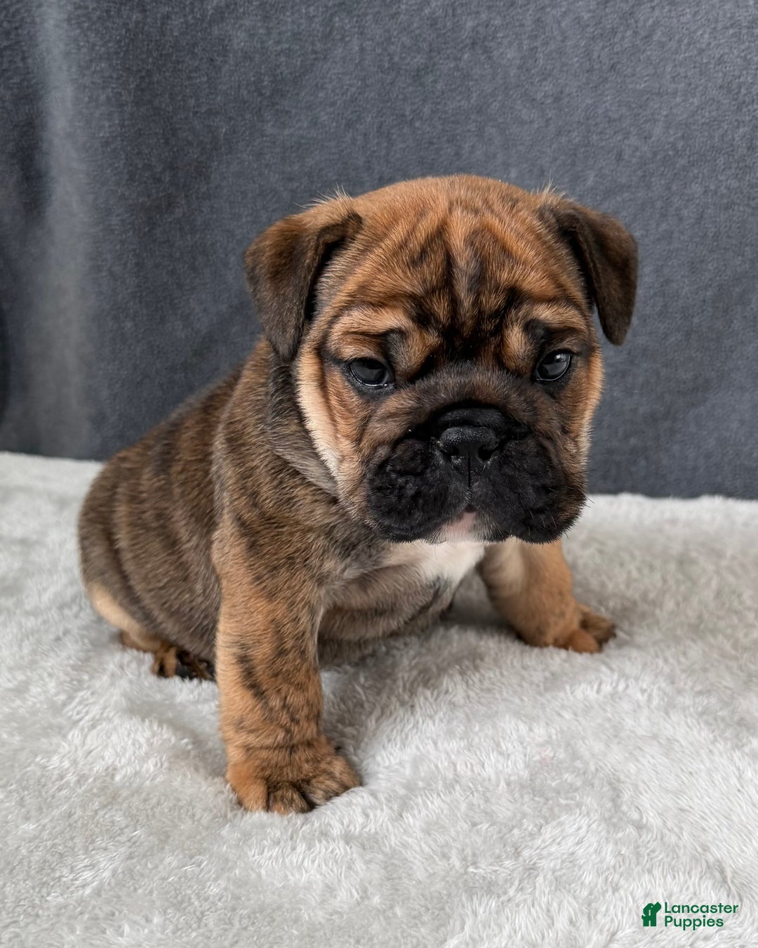 English Bulldog dogs for sale: Biscuits - Ad 1