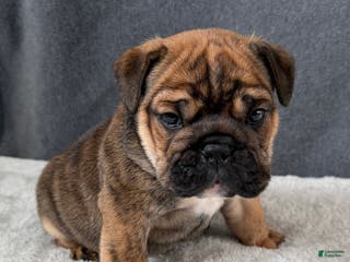 English Bulldog dogs Biscuits - Ad 36