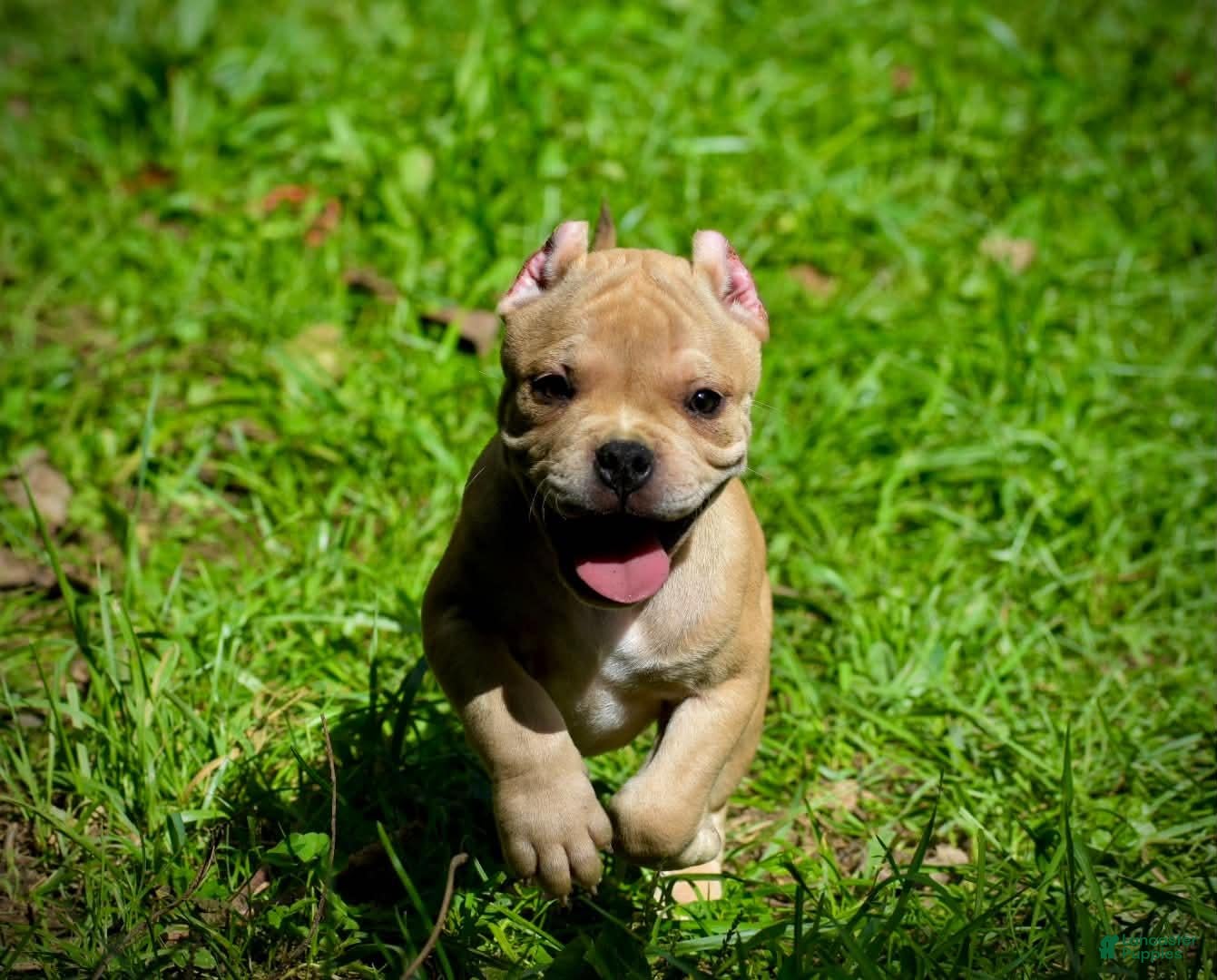 American Bully dogs Fawn Merle 1 - Ad 6