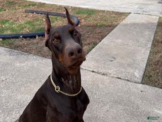 Doberman Pinscher dogs Onyx's Litter - Ad 1