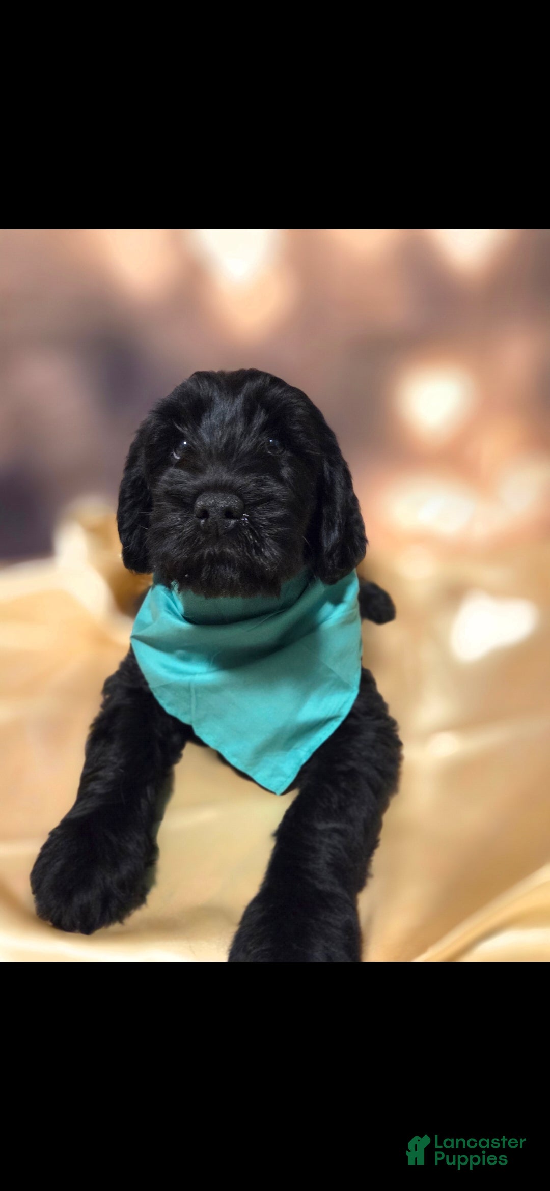 Mixed Breed dogs Doodle Puppy 6 - Ad 15