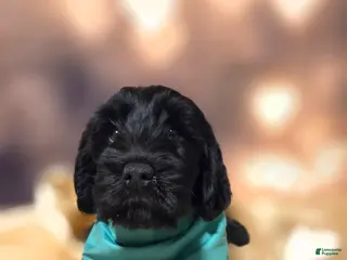 Mixed Breed dogs Doodle Puppy 6 - Ad 15