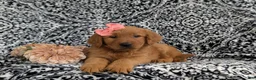 Golden Retriever dogs for sale: Yolanda AKC Reg - Ad 5