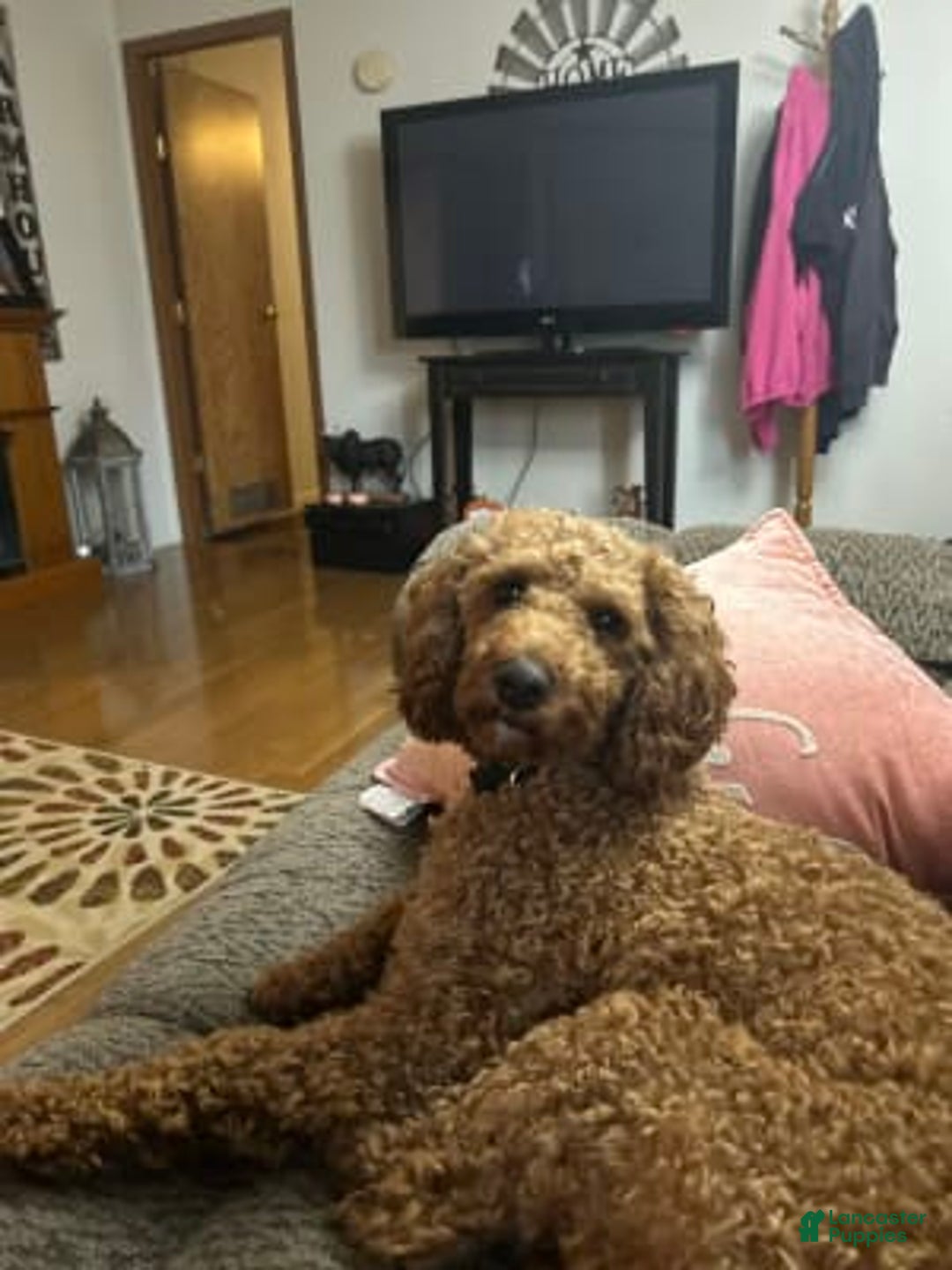 Gallery Image {{count}}