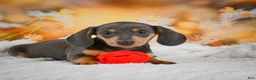 Miniature Dachshund dogs for sale: Dinah - Ad 11