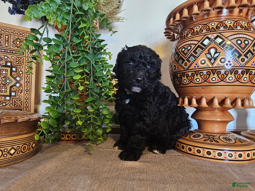 Mini Goldendoodle dogs for sale: BlueBell - Ad 5