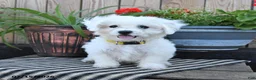 Mixed Breed dogs for sale: Erik - Ad 4