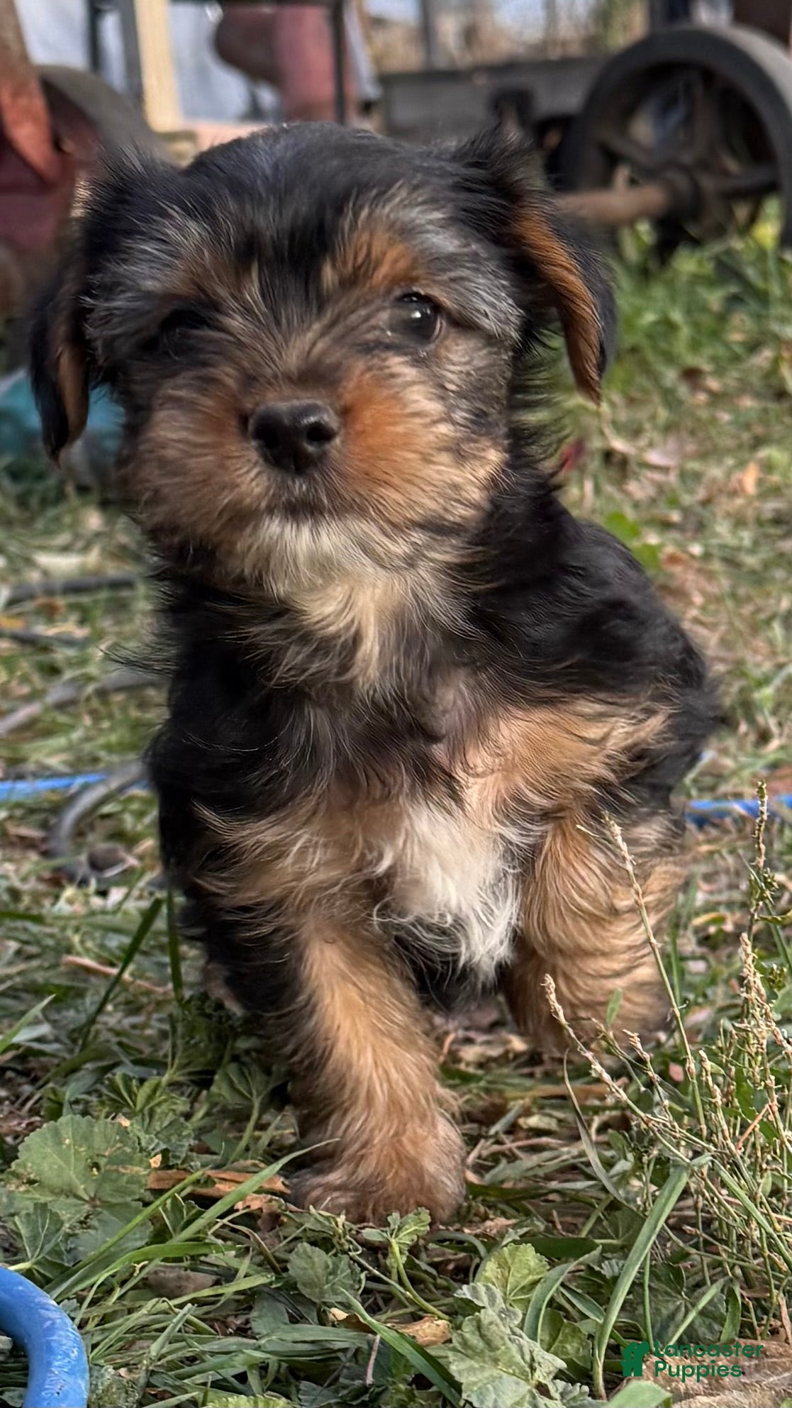 Yorkiepoo dogs Yorkiepoo Puppy 1 - Ad 2