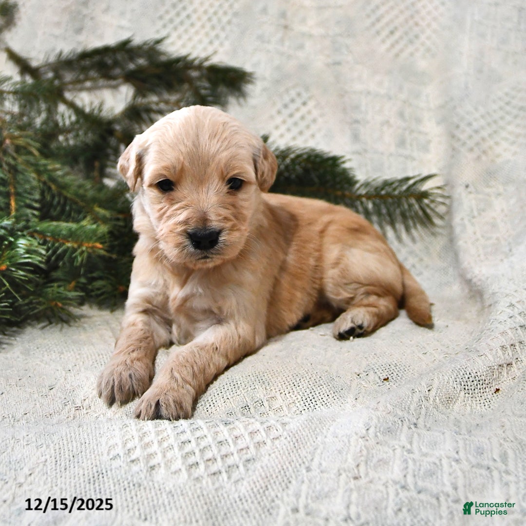 Goldendoodle dogs for sale: Haylee - Ad 1