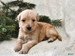 Goldendoodle dogs Haylee - Ad 15