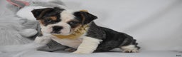 Mixed Breed dogs for sale: Wrangler - Ad 7