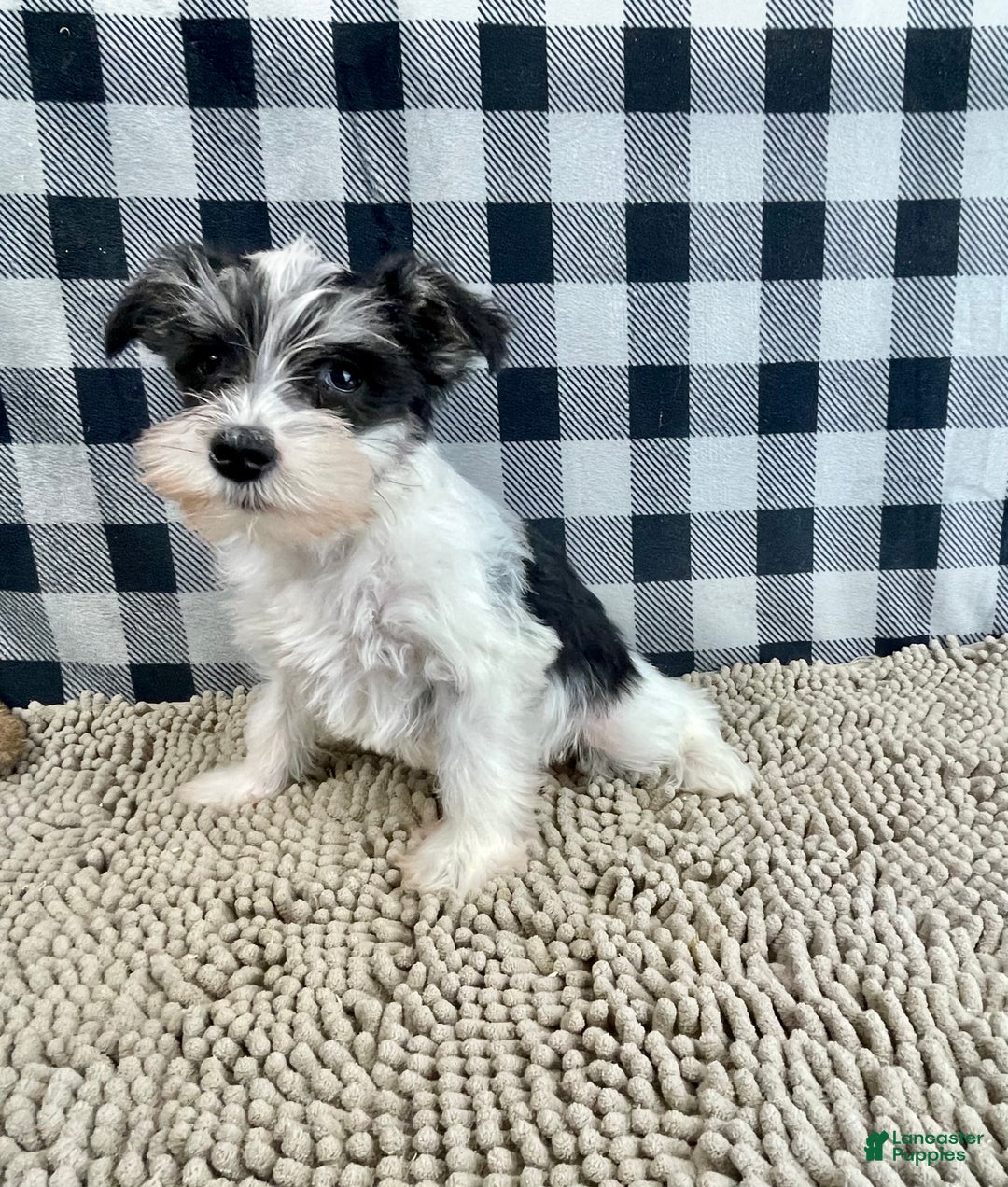Miniature Schnauzer dogs for sale: Shelly - Ad 6