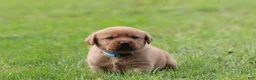 Labrador Retriever dogs for sale: Labrador Retriever 4 - Ad 4