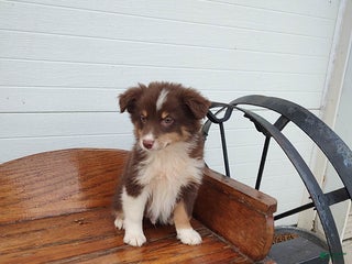 Australian Shepherd dogs - Ad 22