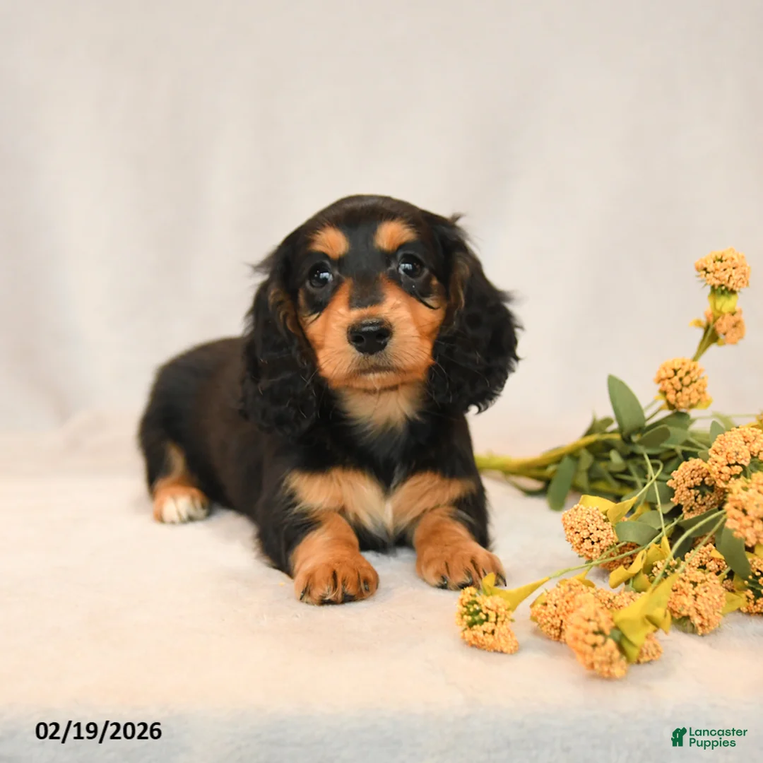 Miniature Dachshund dogs for sale: Bella   - Ad 5