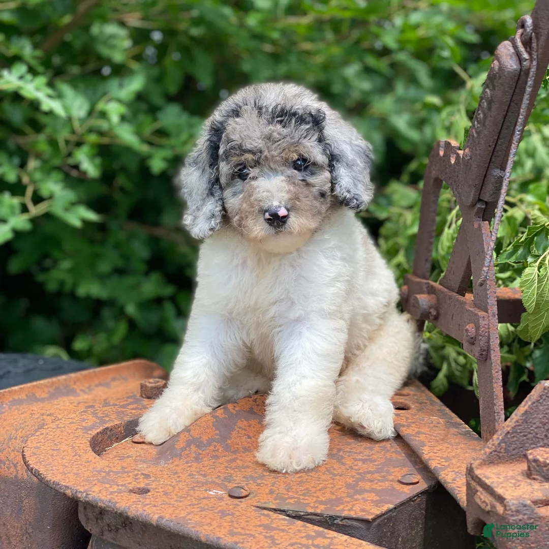 Standard Poodle dogs for sale: Zoey - Ad 2