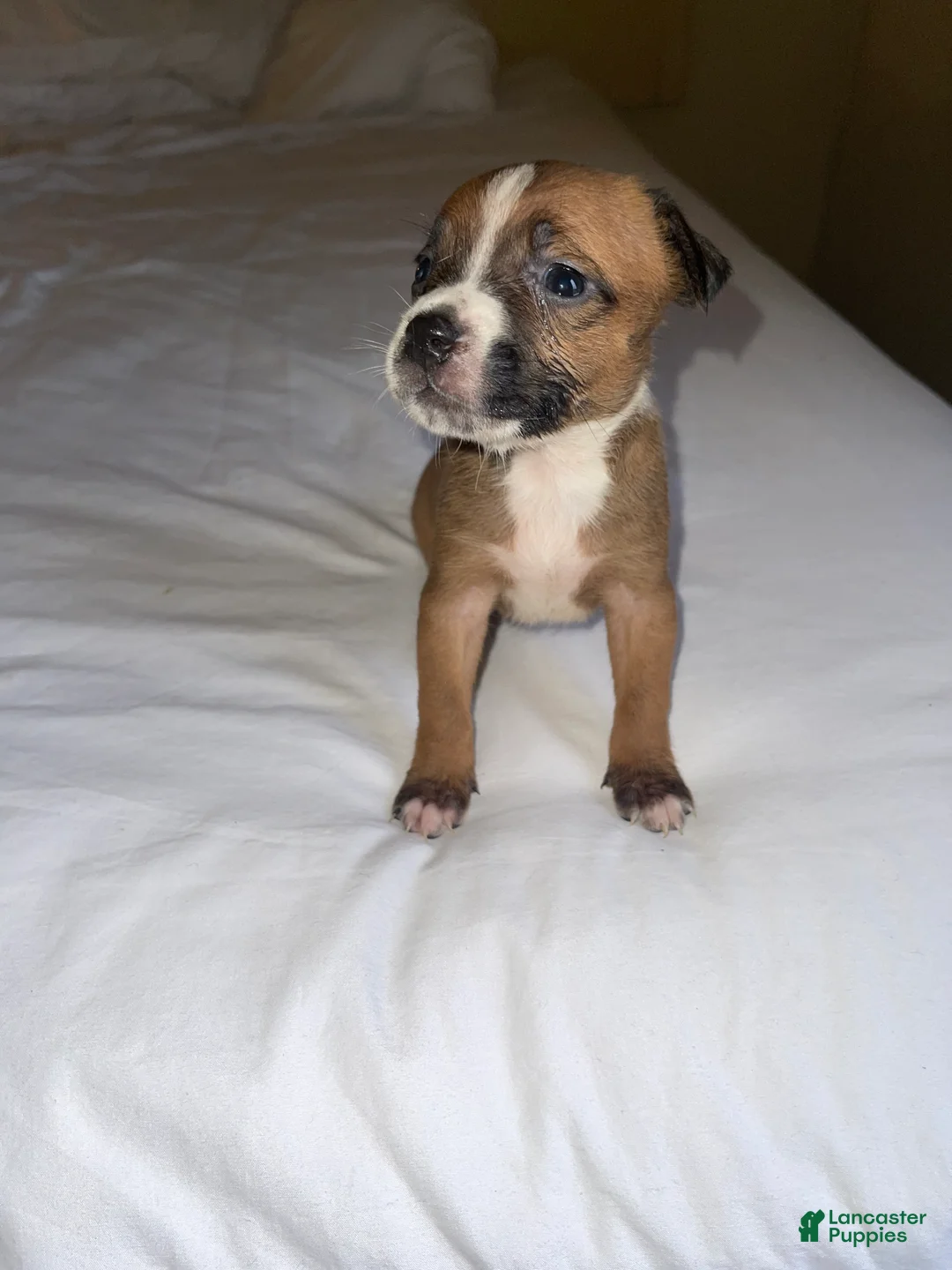 American Pit Bull Terrier dogs for sale: American Pit Bull Terrier Puppy 1 - Ad 8