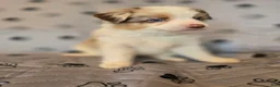 Miniature Australian Shepherd dogs for sale: Miniature Australian Shepherd Puppy 3 - Ad 6