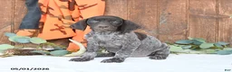 German Shorthaired Pointer dogs for sale: Mindy - Ad 1