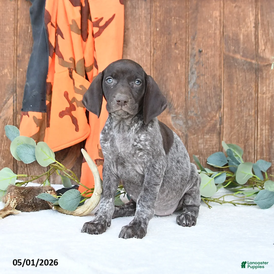 German Shorthaired Pointer dogs for sale: Mindy - Ad 1