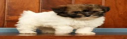 Pomapoo dogs for sale: Gibson - Ad 7