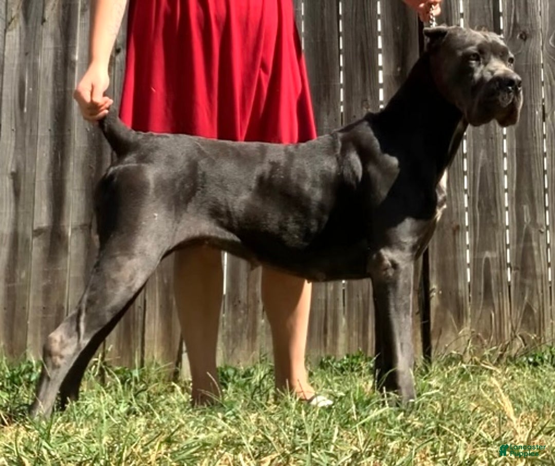 Cane Corso dogs for sale: Cane Corso Puppy 10 - Ad 3