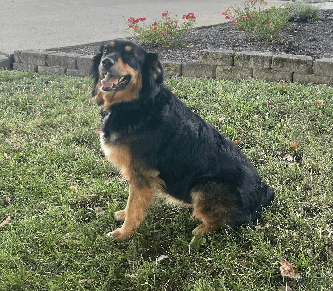 Australian Shepherd dogs for sale: Charlie - Ad 4
