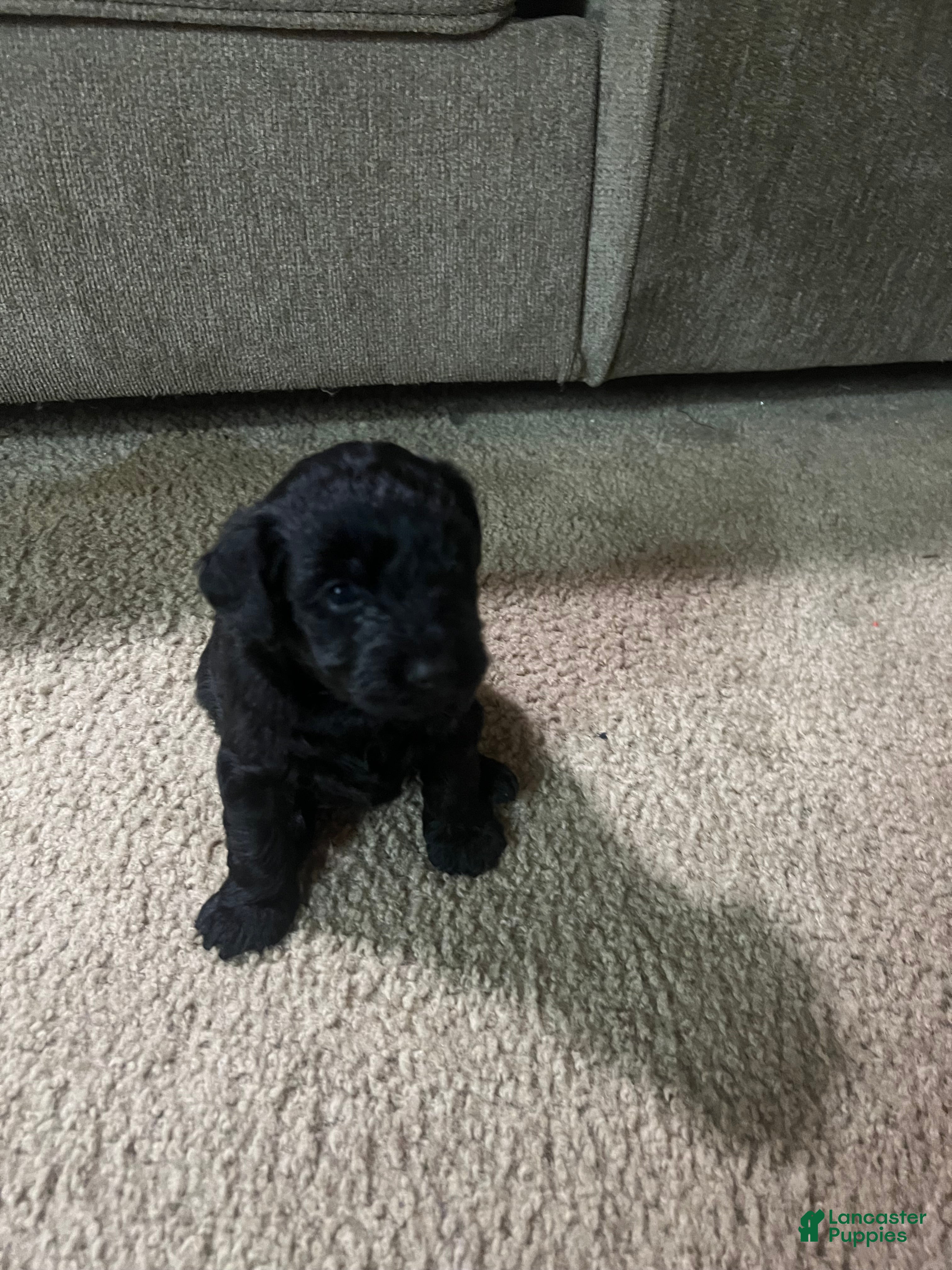 Yorkiepoo dogs Pepper - Ad 16
