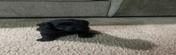 Yorkiepoo dogs for sale: Pepper - Ad 1