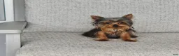 Yorkshire Terrier dogs for sale: Peanut - Ad 8